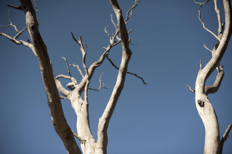 Close-up of whitered branches of old tree against of blue sky. Isolated