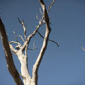 11867   Whitered branches of old tree against of blue sky