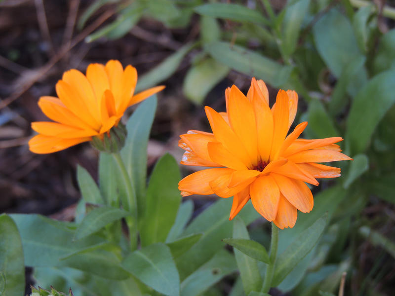 <p>Orange flower</p>
Orange flower