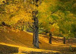 13047   orange and yellow leaves