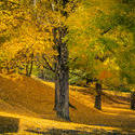 13047   orange and yellow leaves