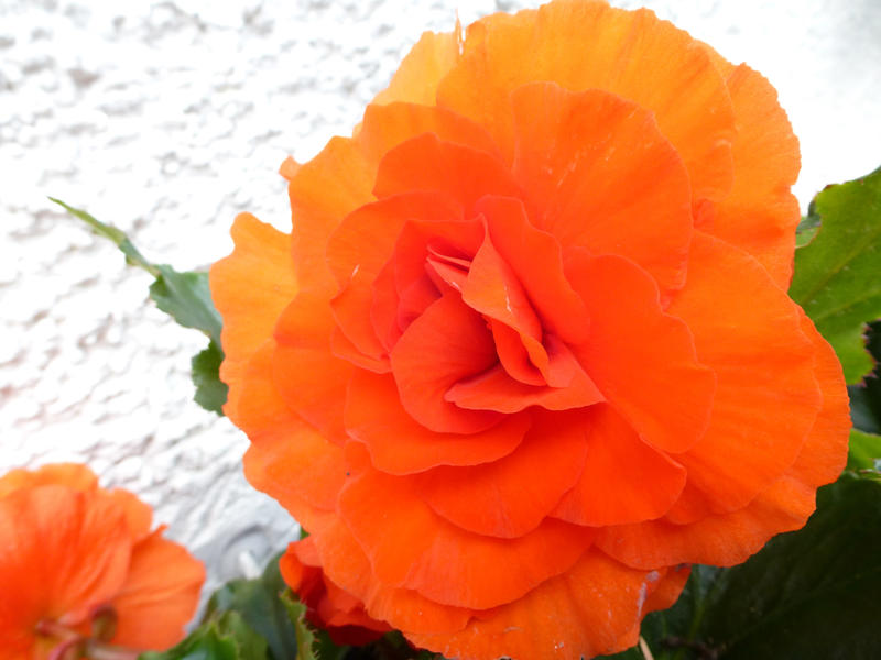 Extreme Macro Close Up of Bright Orange Begonia Flowers with Green Leaves Blooming Outdoors in front of White Stucco Wall