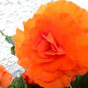 12933   Bright Orange Begonias in Outdoor Garden