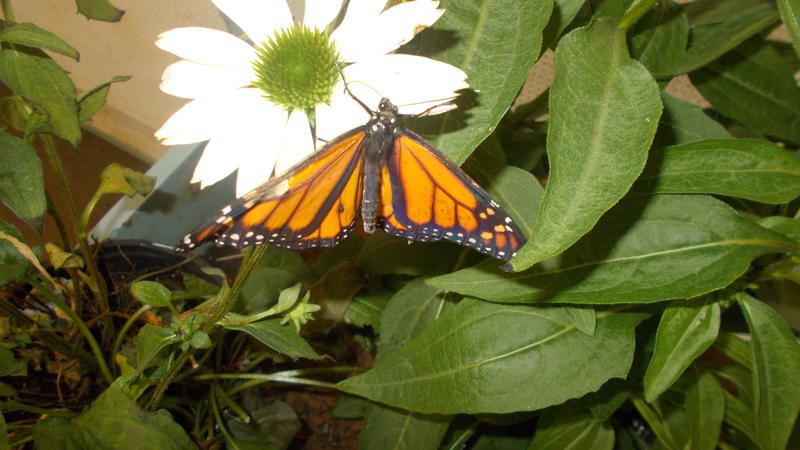 <p>This is one of my favorite photos I took at the butterfly exhibit</p>
