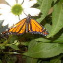 17062   orange butterfly
