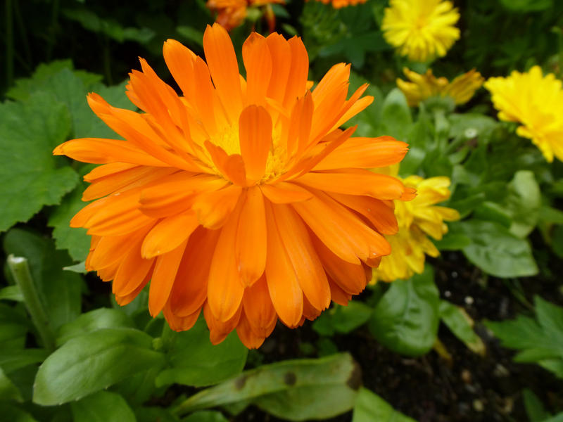 High angle close up view on large orange flower blooming in garden beside yellow varieties