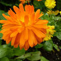 12934   Large orange flower in garden