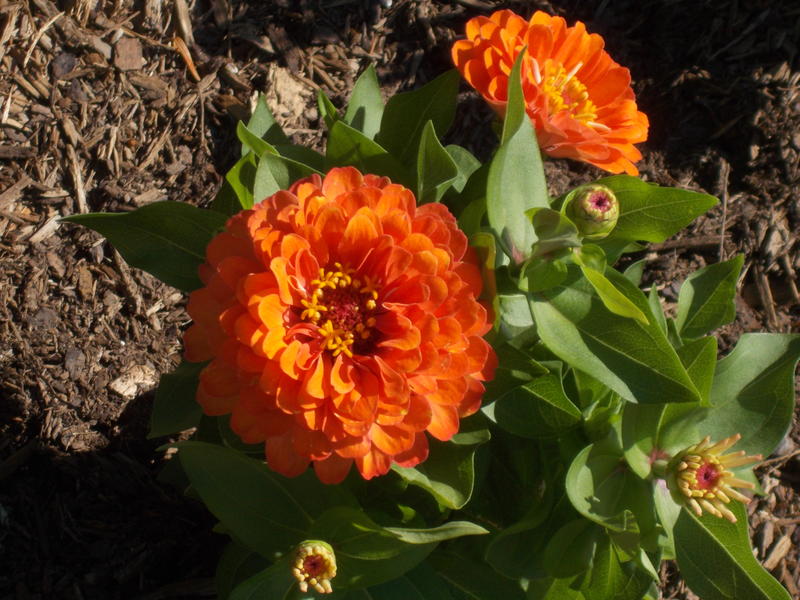 A Closeup of an orange zina garden