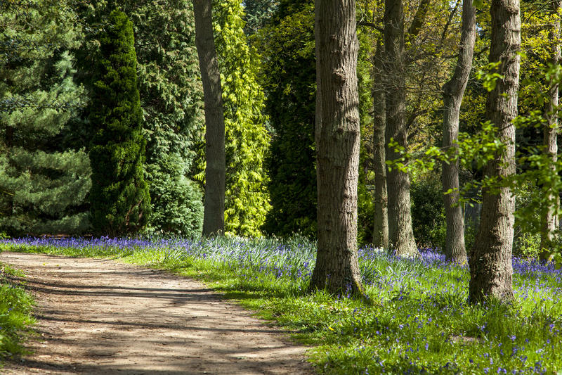 <p>A path through a Bluebell Wood in Surrey, England</p>
