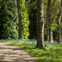 13223   A path through the woods
