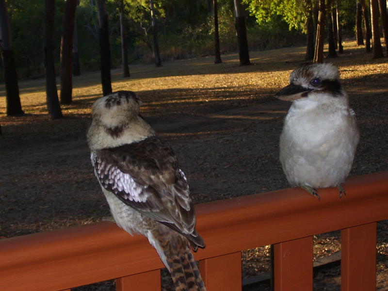<p>Kookaburras visiting residents of cabins at a caravan park in the hopes of getting a free meal.</p>
