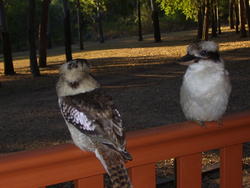 12641   perching kookaburras