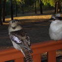 12641   perching kookaburras