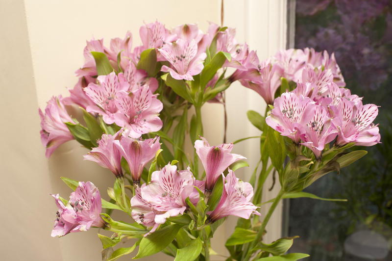 Bouquet of pink Peruvian lilies or lilies of the Incas, decorative fragrant flowers with green leaves, indoors
