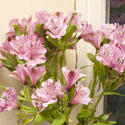 11833   Bouquet of pink Peruvian lilies with green leaves