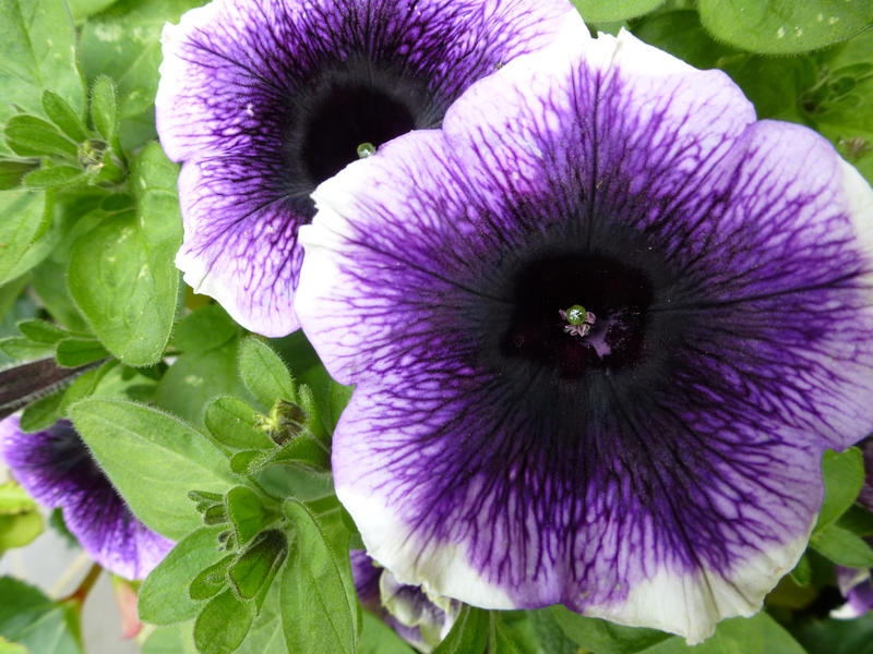 Colorful variegated purple and white petunia growing on the plant outdoors in a garden , close up overhead view looking into the trumpet shaped flower