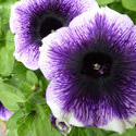 12935   Colorful variegated purple and white petunia
