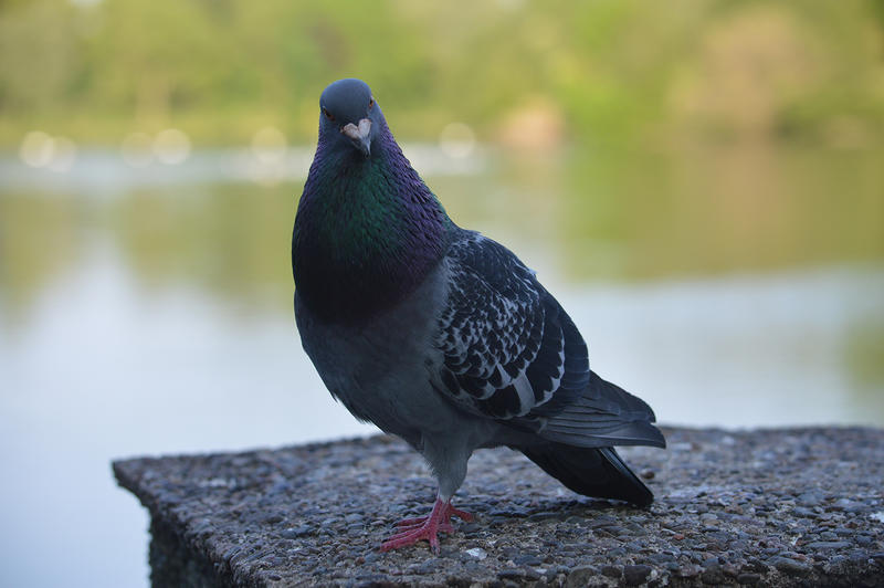 15577   Pigeon bird stranding