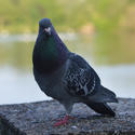 15577   Pigeon bird stranding