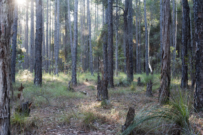 Empty forest full of trees and dried grass in sunlight