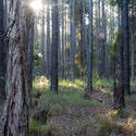 11869   Landscape of forest in sunlight