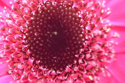 16881   The centre of a pink flower 