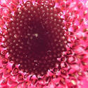 16881   The centre of a pink flower 