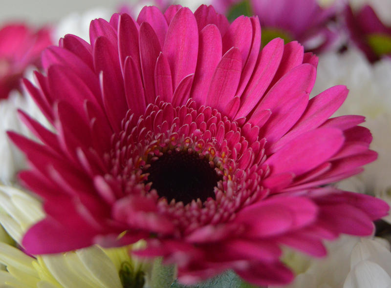 <p>Dark pink flower.</p>

<p>More photos like this on my website at -&nbsp;https://www.dreamstime.com/dawnyh_info</p>
Pink flower