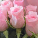 16873   Free photo of some Pink Roses