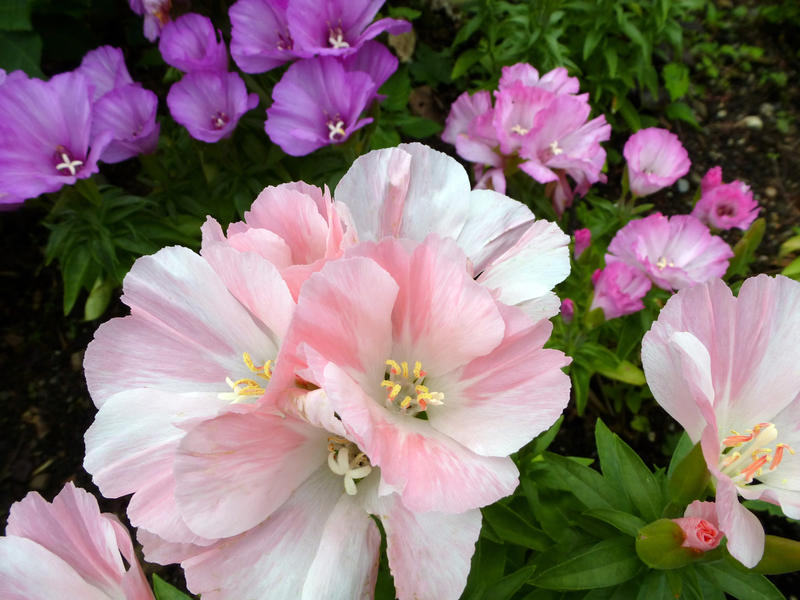 Cluster of delicate variegated pink and white flowers growing in a flowerbed in a summer garden with purple and pink flowers behind