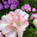 12936   Cluster of variegated pink and white flowers