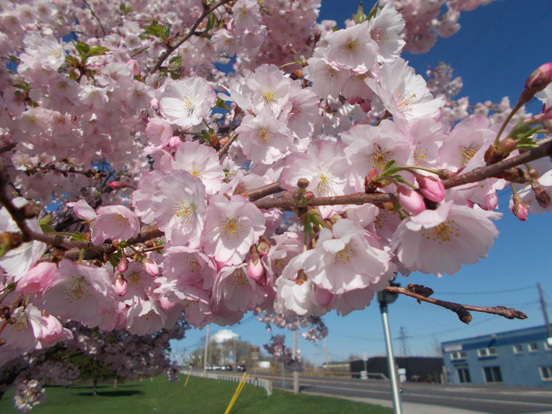 <p>Cherry-Blossom.jpg</p>
A closeup of a Cherry Tree
