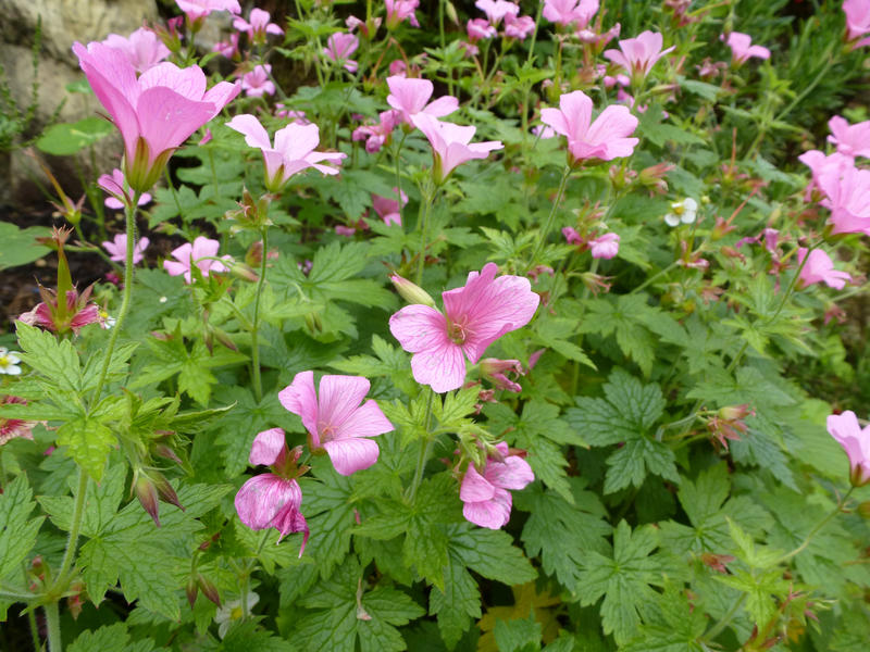 Bed of light purple flowers with wide green leaves for summer season garden background