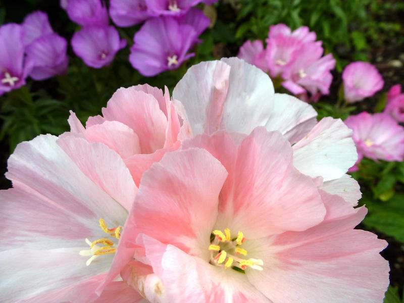 Close up on pretty pink and purple flowers for gardening theme background with copy space