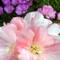 12938   Close up on pretty pink flowers