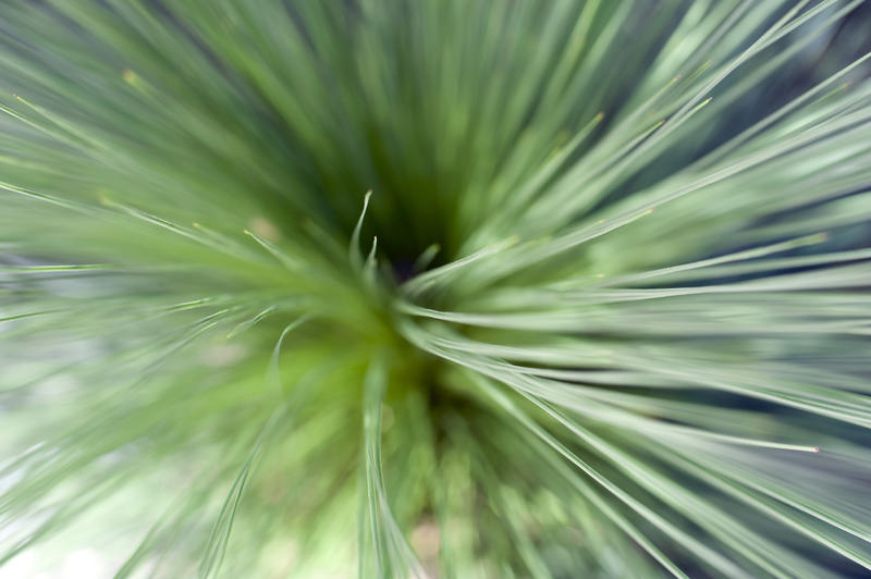 Top down view on fine points of green plant leaf fronds stretching up toward camera