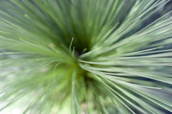 12660   Top down view on plant leaf fronds