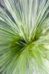 12661   Fine leaf plant fronds viewed from above