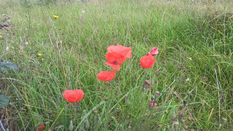 <p>Wild poppies Norfolk UK late September</p>
