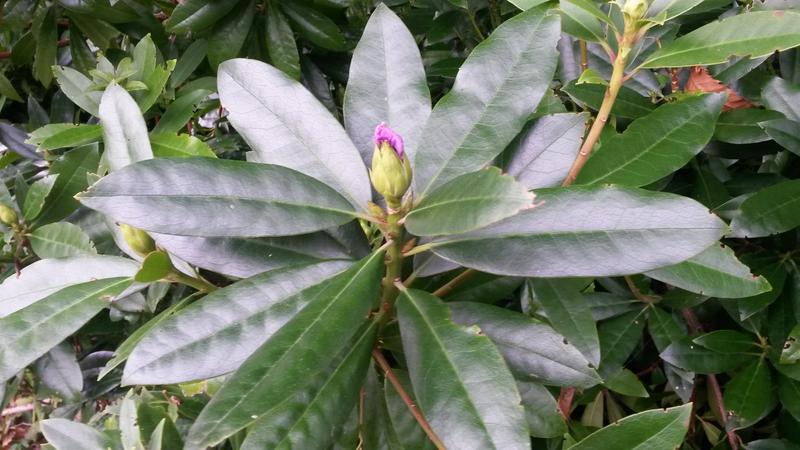 <p>Nearly a flower Norfolk UK late September</p>
