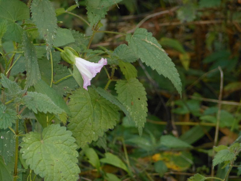 <p>Gentle little bloom October in Norfolk UK</p>
