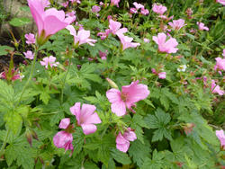 12939   Pink Flowers with Growing in Summer Garden