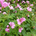 12939   Pink Flowers with Growing in Summer Garden