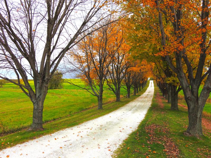<p>Autumn foliage with trees lining a dirt road leading to the horizon with bright, green grass on an overcast morning. </p>