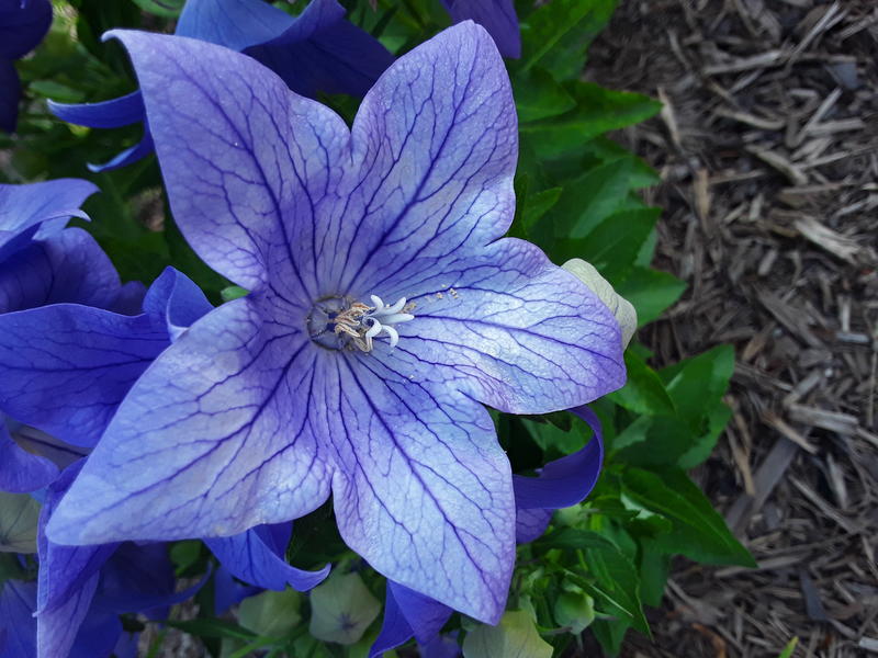 <p>Macro image of a Purple Flower</p>
A purple flower in full bloom