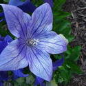 17134   A closeup of a purple flower