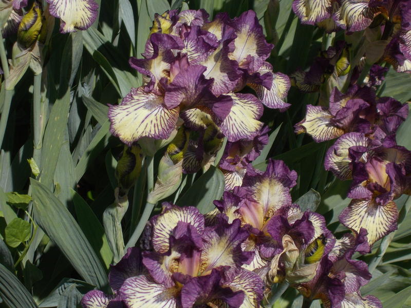 <p>Purple Iris.jpg</p>
