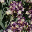 16996   Purple Iris