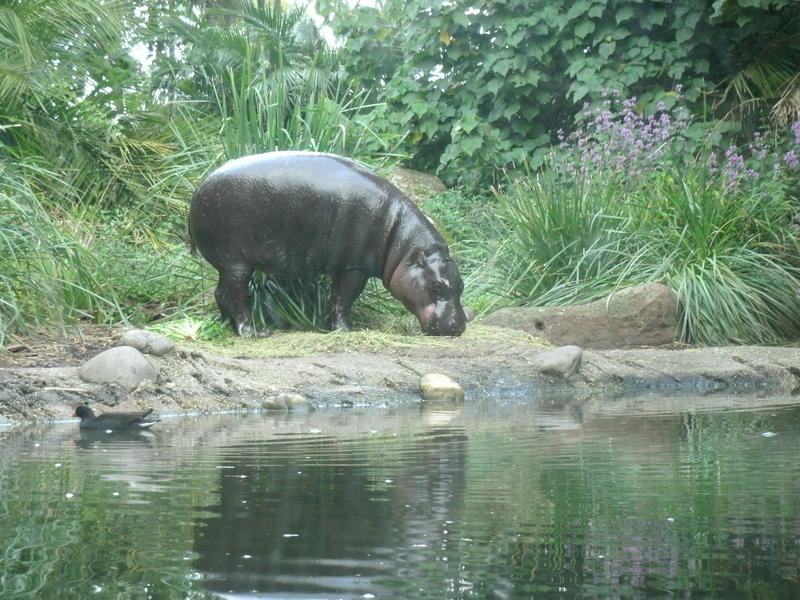 <p>Pygmy Hippo at Werribee Zoo, VIC,Australia</p>
