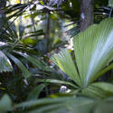 12662   Various lush tropical leaves and tree trunks